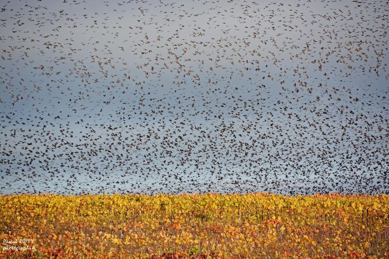 L'Aire Des Oiseaux Villa Muno Kültér fotó